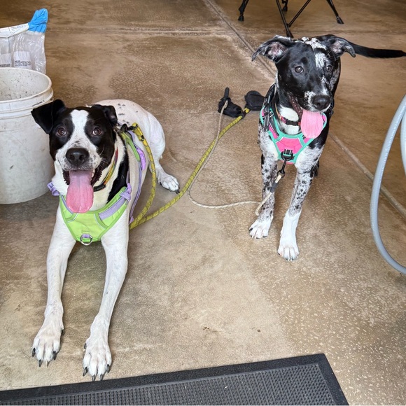 JESS is going LIVE 🐐👀⚡️ - Picture 11 of 17